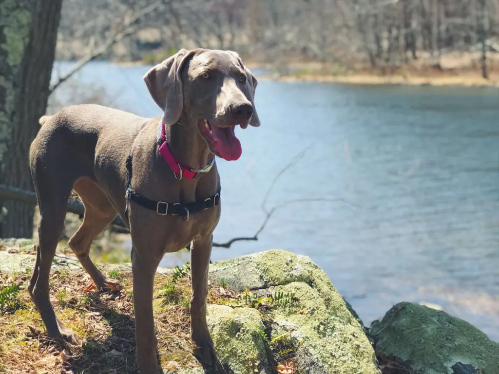 Holly, Weimaraner, hiking in NY state's Appalachian trail by Nuclear Lake.