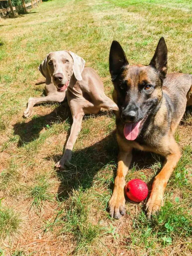 Holly and Dobbs, a 1 year old Weimaraner and 2 year old Belgian Malinois police K9.