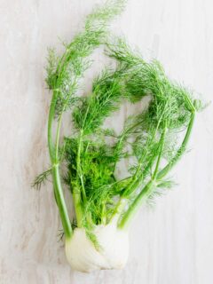 raw fennel bulb with fronds