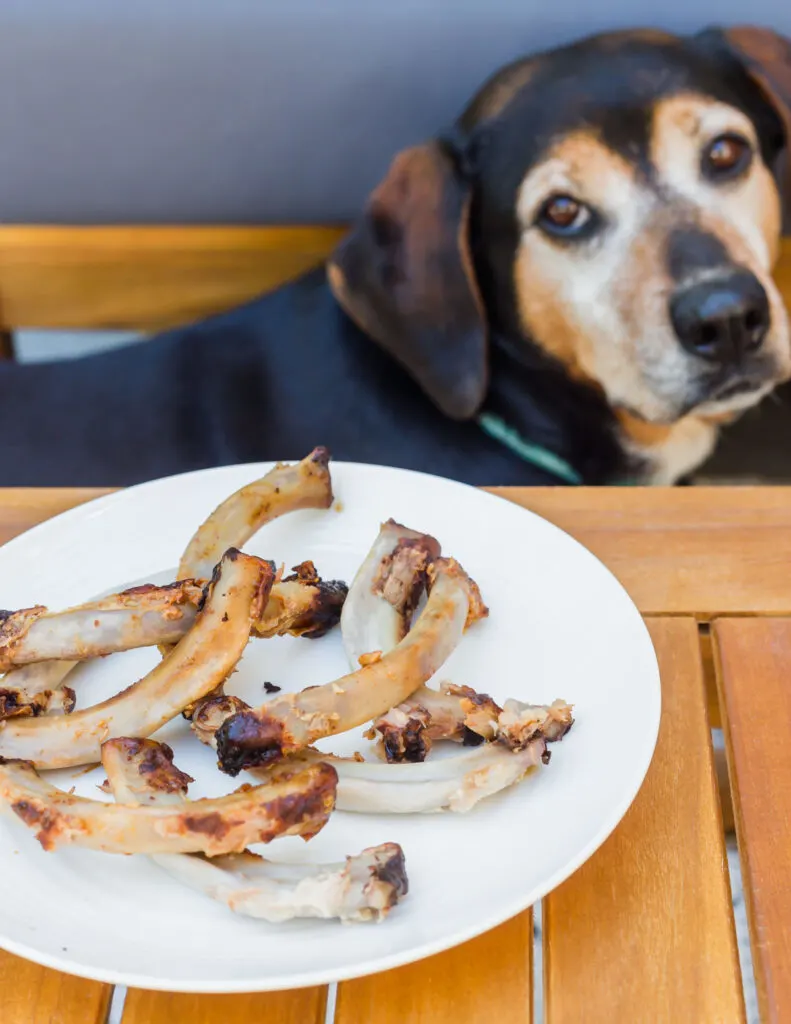 Raw BBQ pork rib bones on a plate with dog looking longingly at them.
