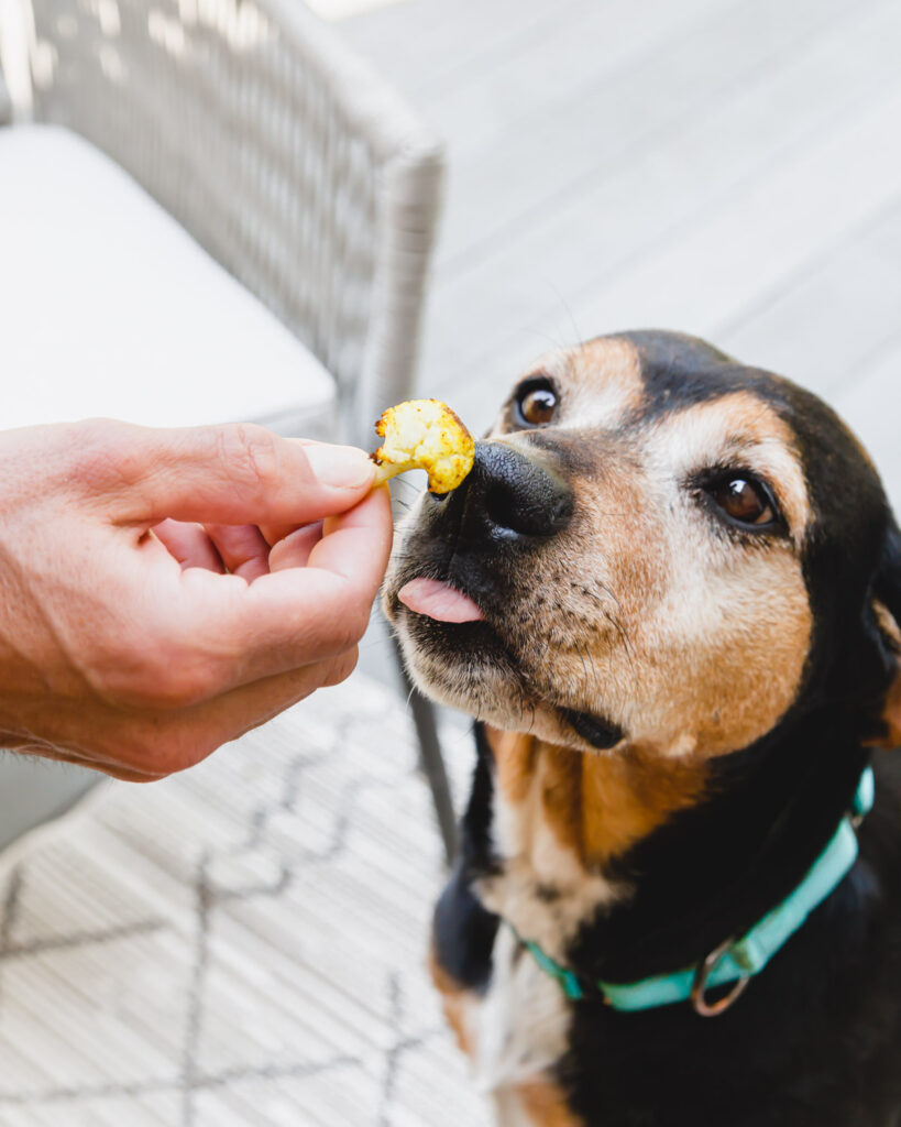 Dog being fed a piece of roasted turmeric cinnamon cauliflower.