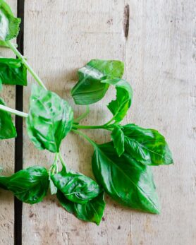 Can Dogs Eat Basil? (Safe or Toxic Herb?)