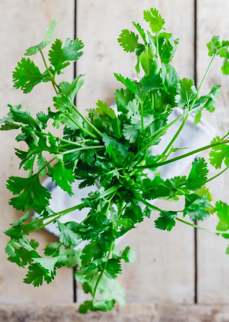 Cilantro standing up in a glass jar.