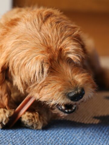 Dog chewing on a treat.