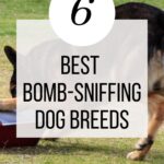 Dog sniffing package on grass with text overlay.