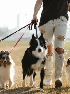 Person walking multiple dogs on leashes.