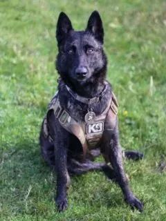 Police K9 with harness and metal on collar sitting on grass.