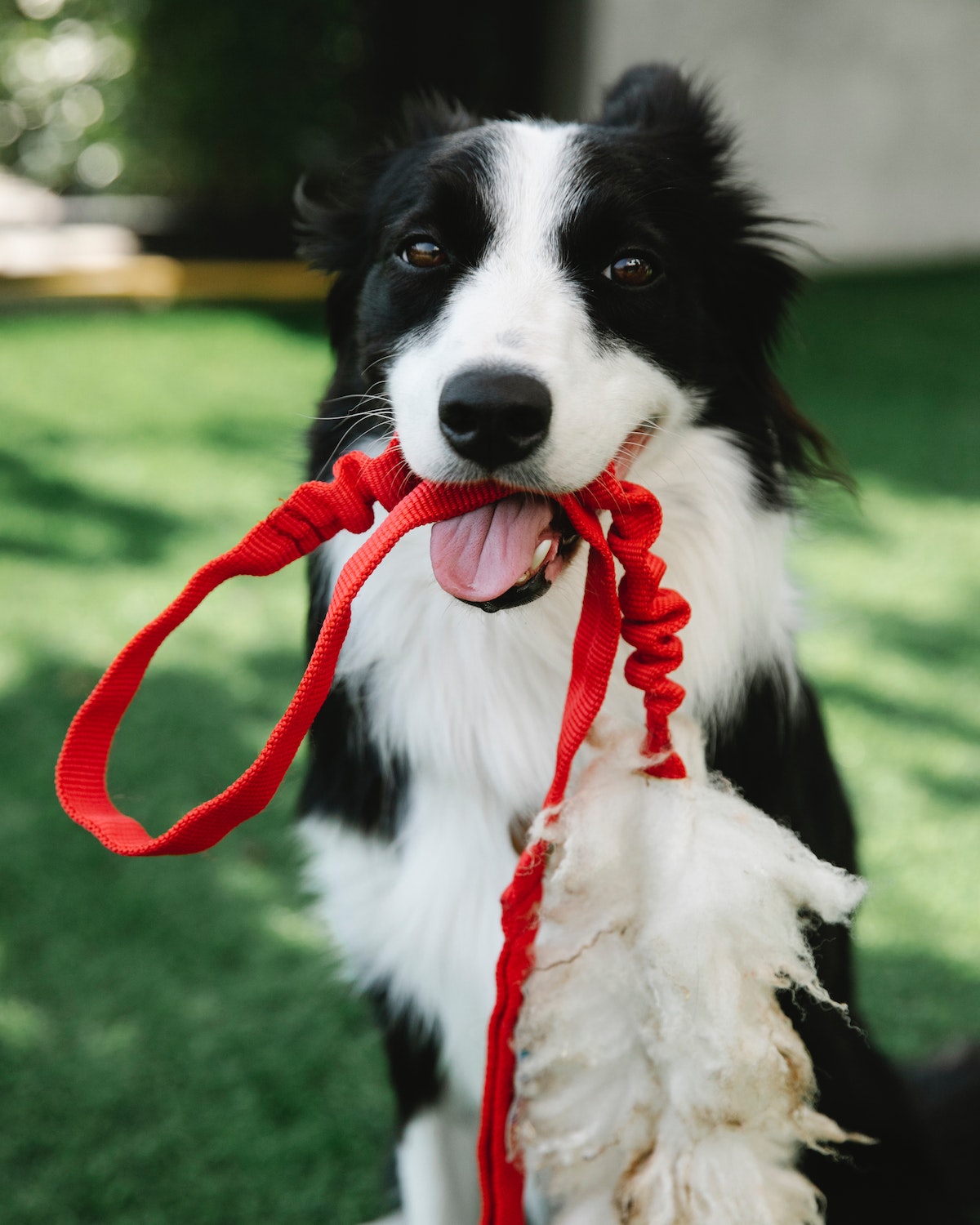 Dog holding red leash in its mouth.