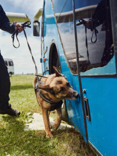 German Shepherd dog sniffing luggage truck while searching for drugs and other illegal items with male security guard