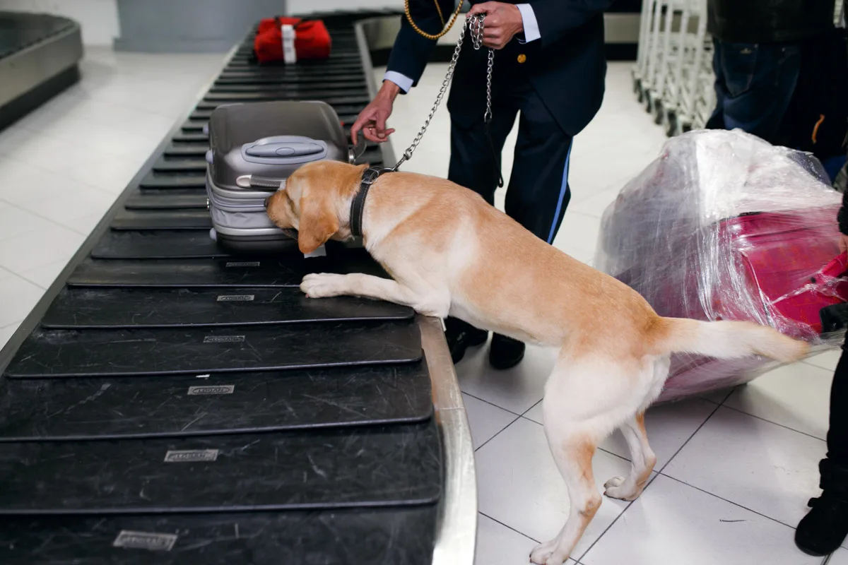 Drug detection dog at the airport searching drugs in the luggage.