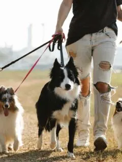 Person walking multiple dogs on leashes.