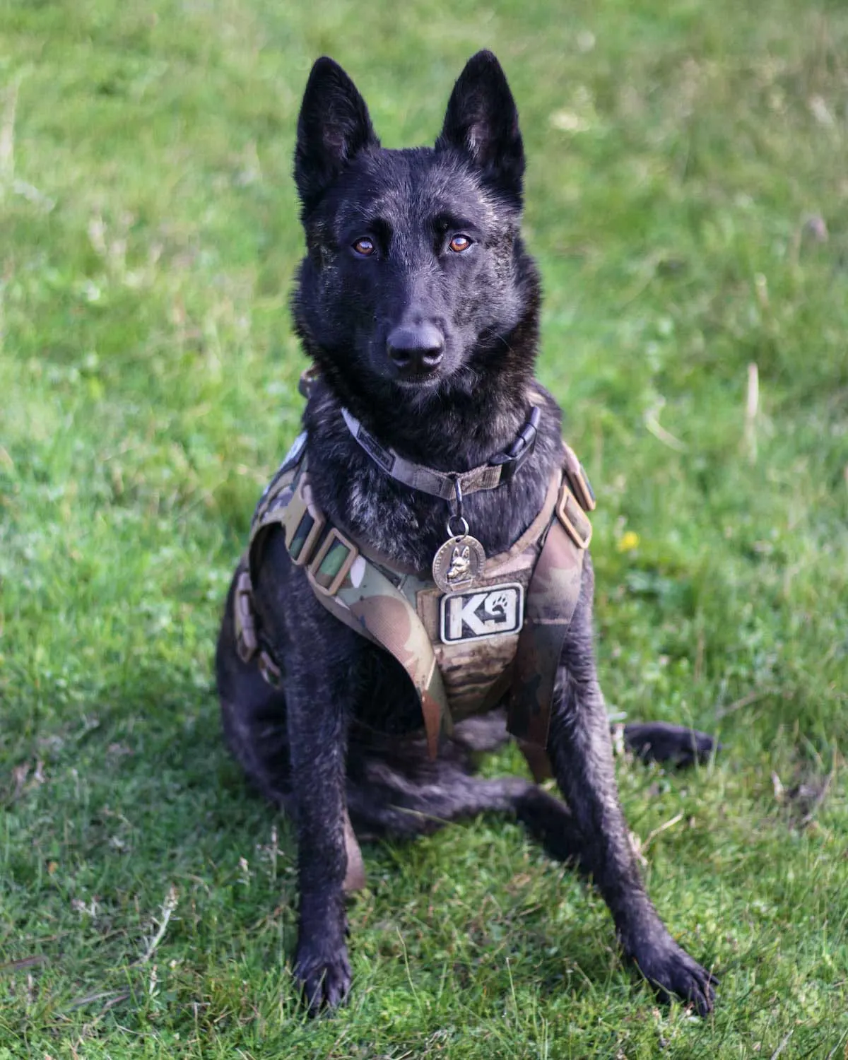 Police K9 with harness and metal on collar sitting on grass.