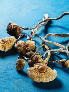 dried Mexican magic mushrooms is a psilocybe cubensis, a specie of psychedelic mushroom whose main active elements are psilocybin and psilocin - Mexican Psilocybe Cubensis. On a pacific blue bakground.