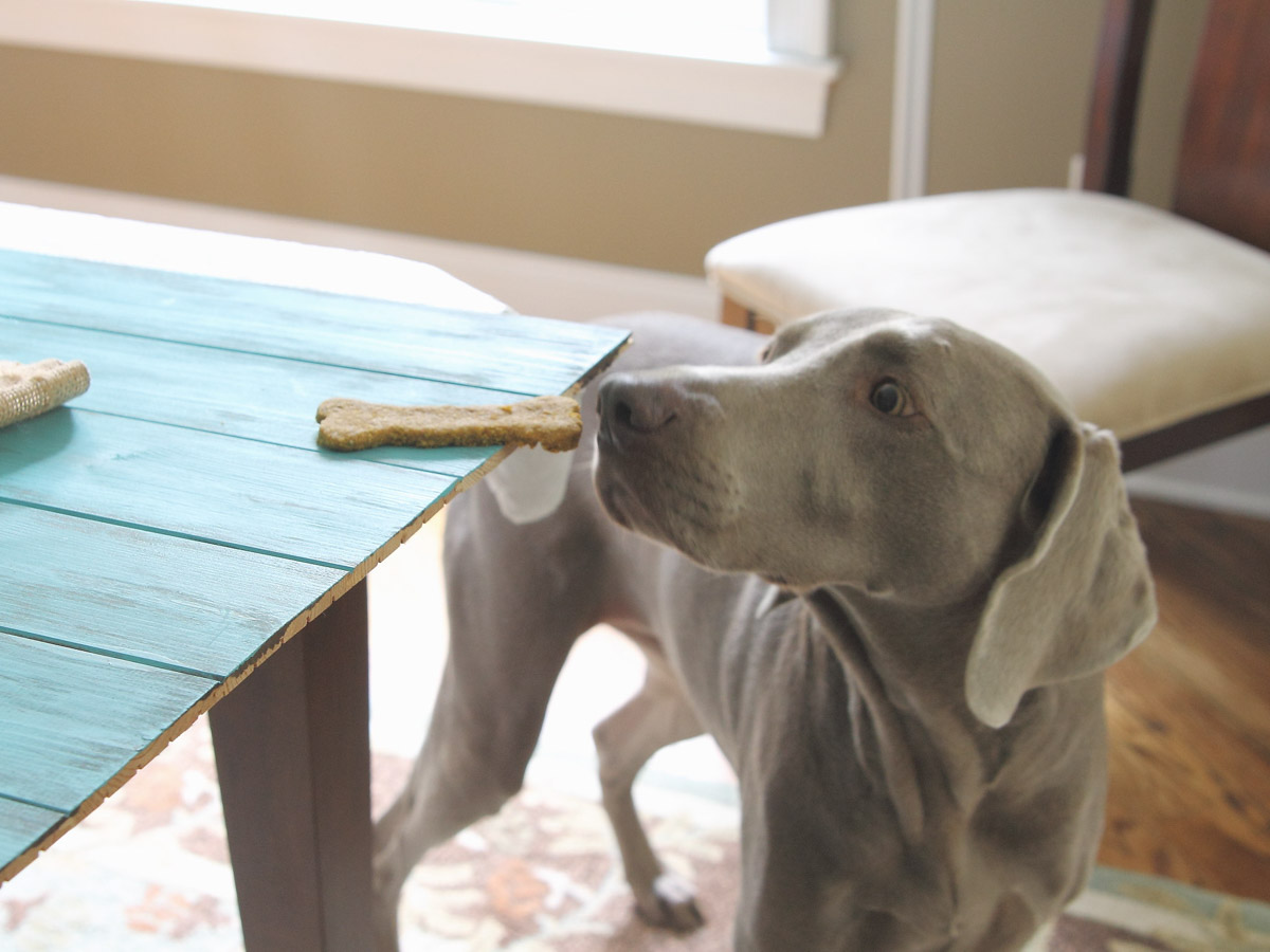 Weimaraner sneaking dog treat off the table.