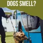 Dog sniffing blue bus.