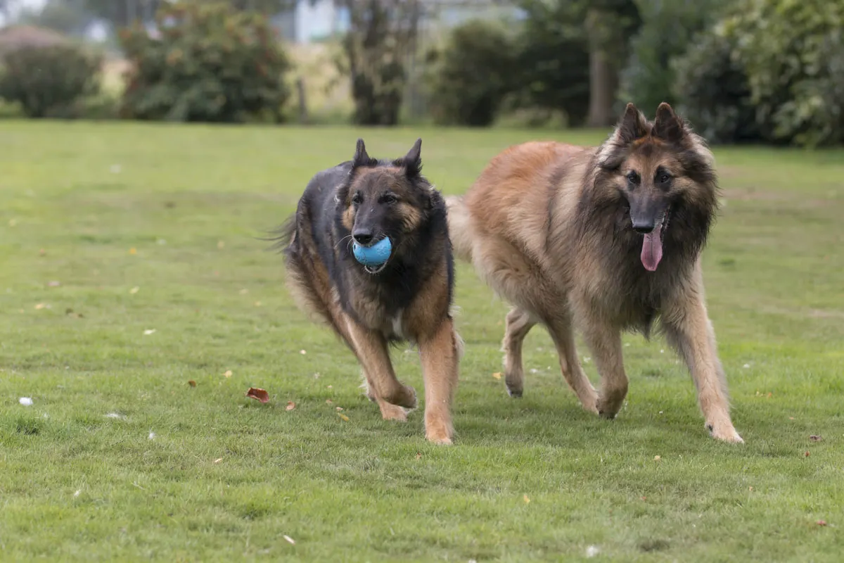 Two long haired Belgian Malinois Tervuren's running on grass with a ball in its mouth.