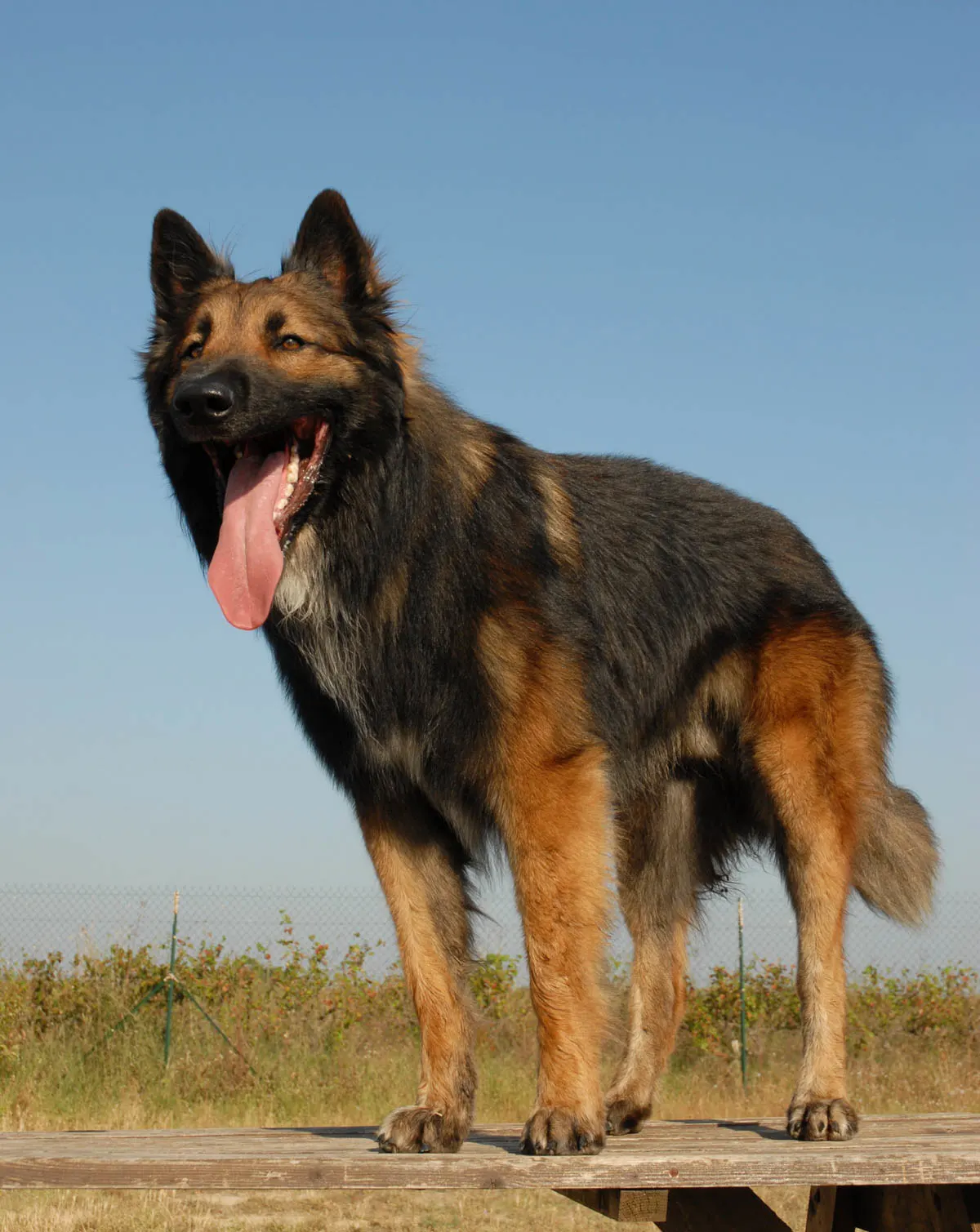 Black and mahogany Belgian Tervuren standing on wooden table.