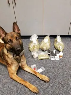 Belgian malinois police dog laying on the floor next to confiscated drugs.