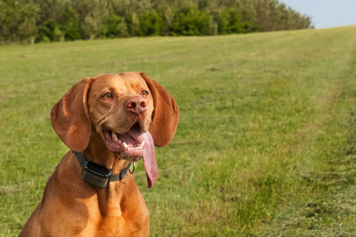 Vizsla in a grass field wearing an e-collar.