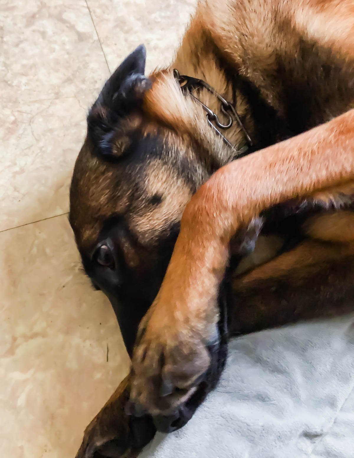 Belgian malinois laying on floor covering nose with paw.