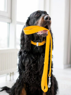 Setter dog holding yellow leash in its mouth at home.