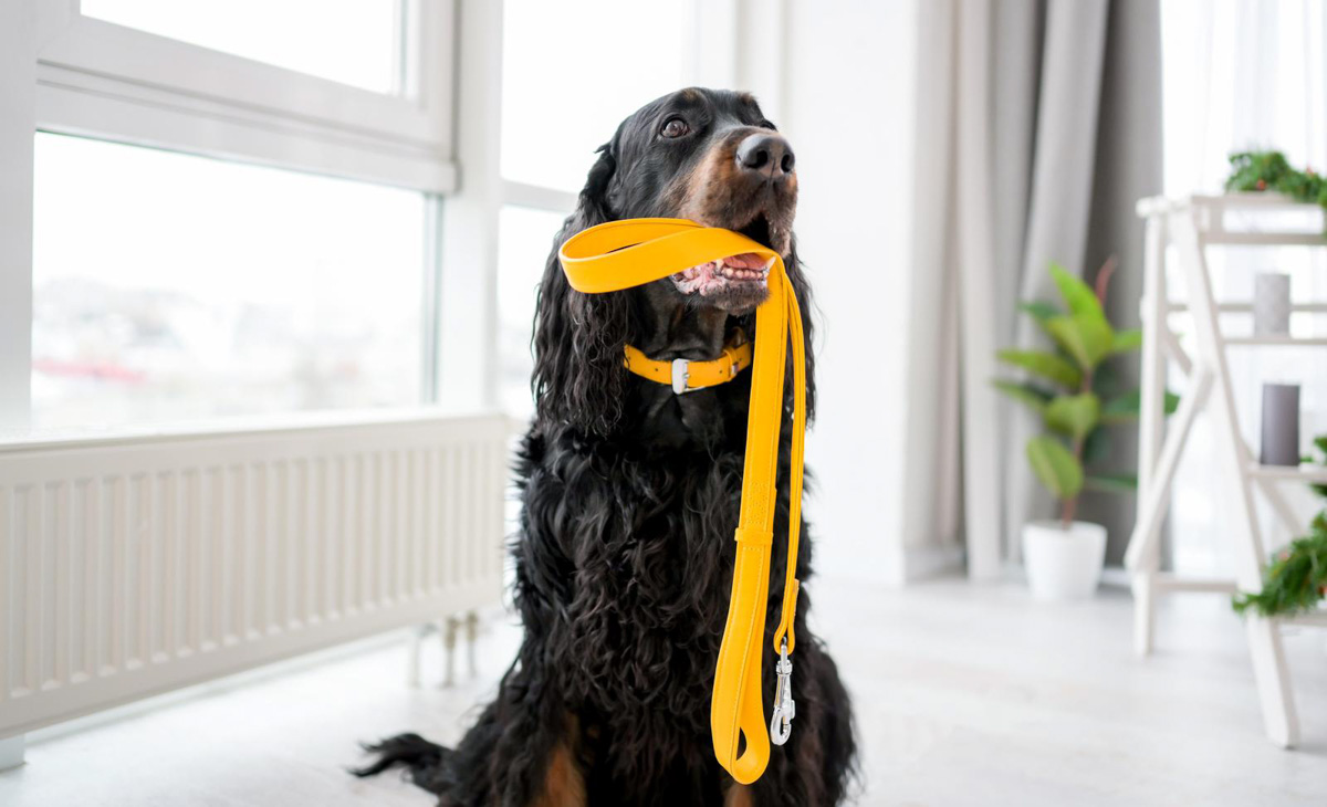 Setter dog holding yellow leash in its mouth at home.