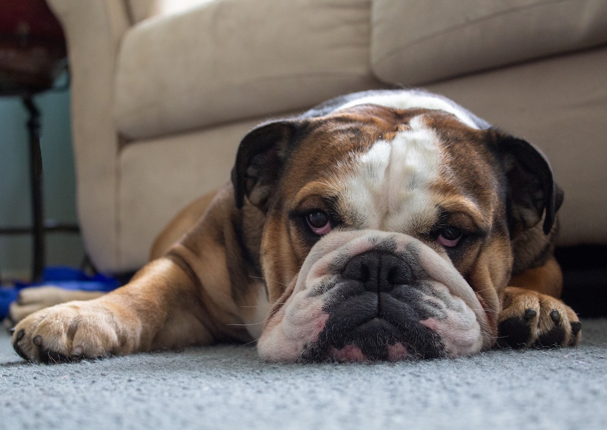 Bulldog laying on the carpet floor.