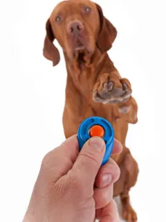 Human hand holding clicker with a dog in the background holding paw obediently in air on white background.