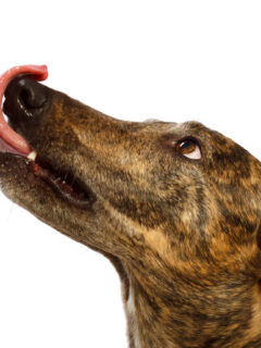 Dog licking lips on white background.