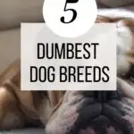 5 Dumbest dog breeds pin.