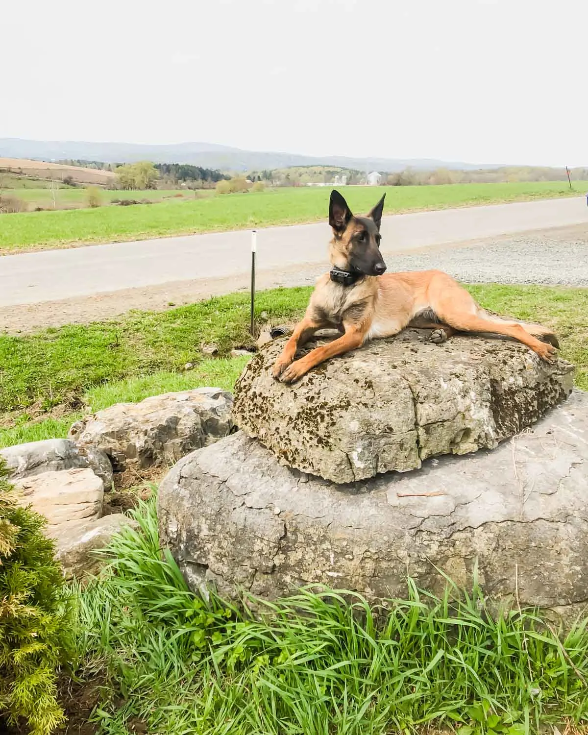 Belgian Malinois sitting on a rock with e collar on.