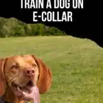 How to train a dog on e-collar pin with text overlay.