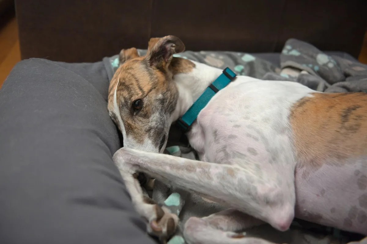 White and brindle pet adopted greyhound adorably curls up in her dog bed. Paw and front leg raised near her face.