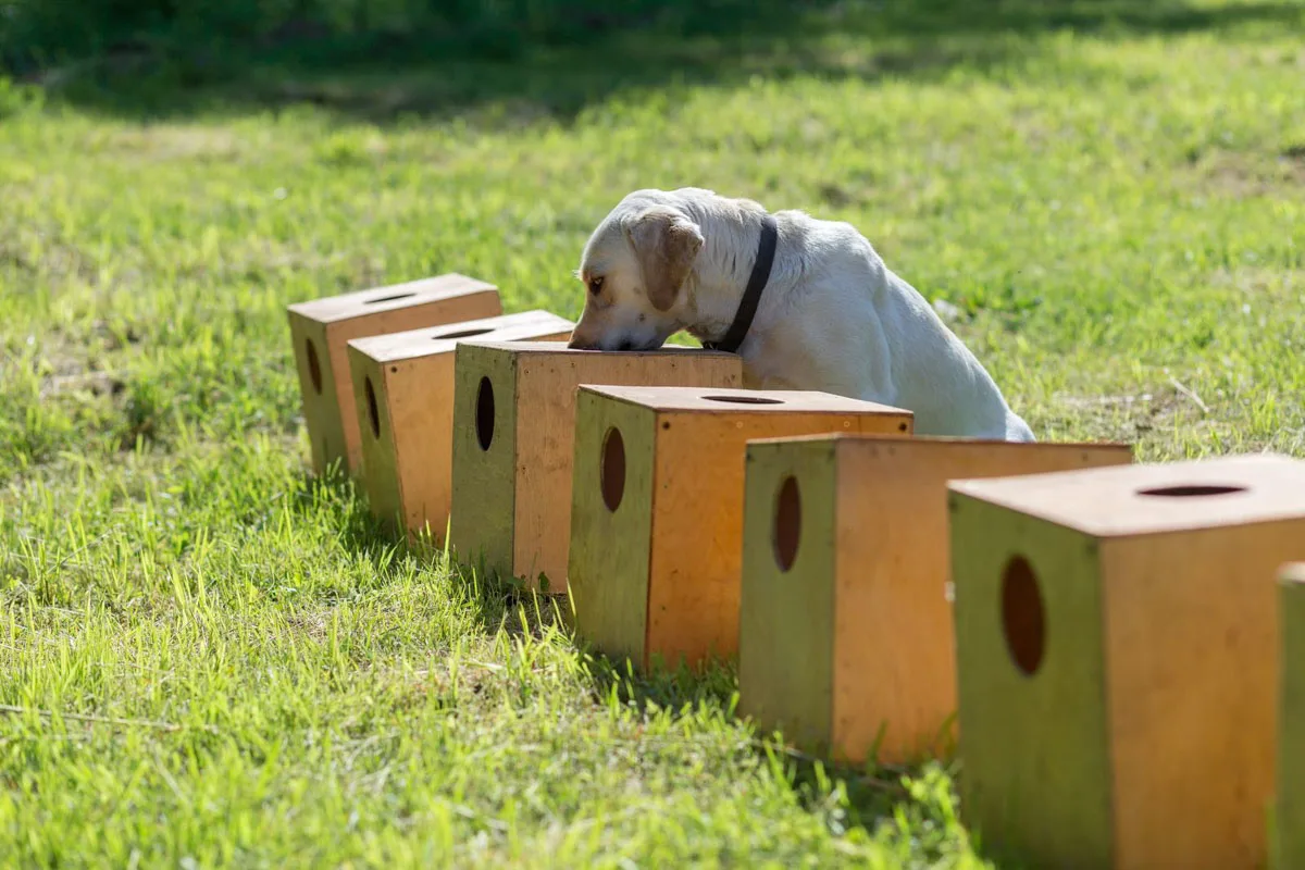 White Labrador Retriever sniffs a row of containers in search of one with a hidden object.