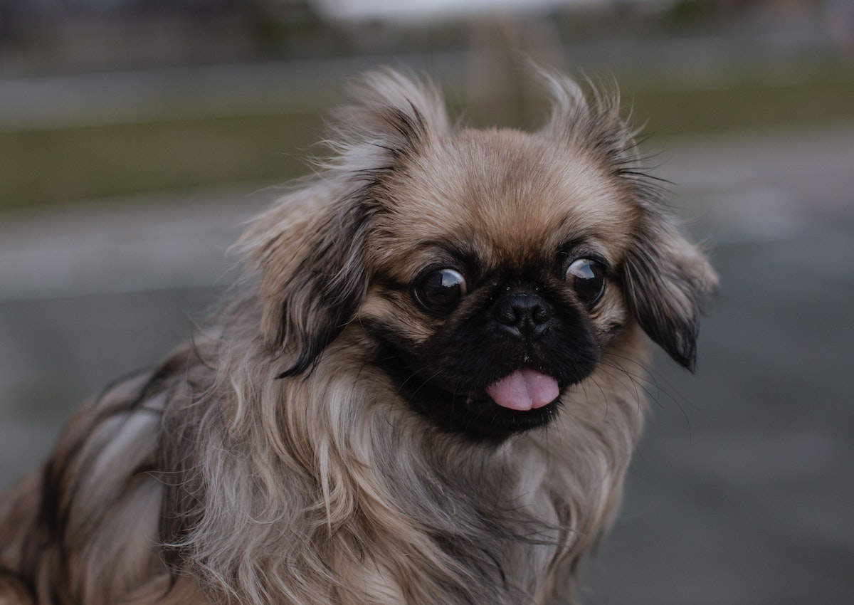 Pekingese sitting with its tongue out.