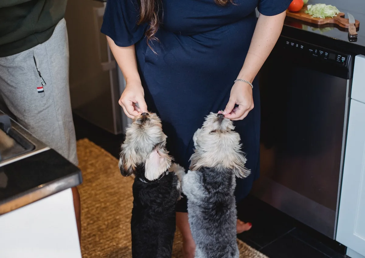 Woman feeding two small dogs.