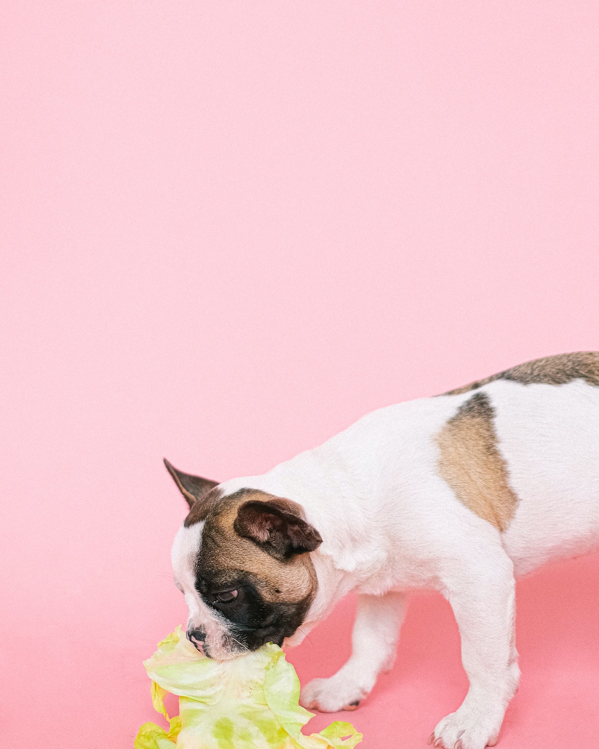 Dog eating cabbage leaf with pink background.
