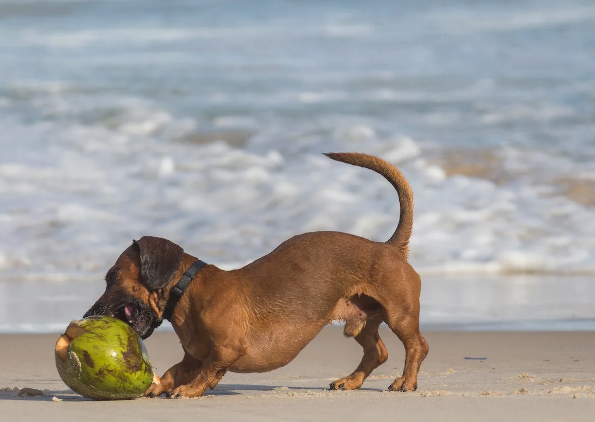 Dog playing with coconut on the beach.