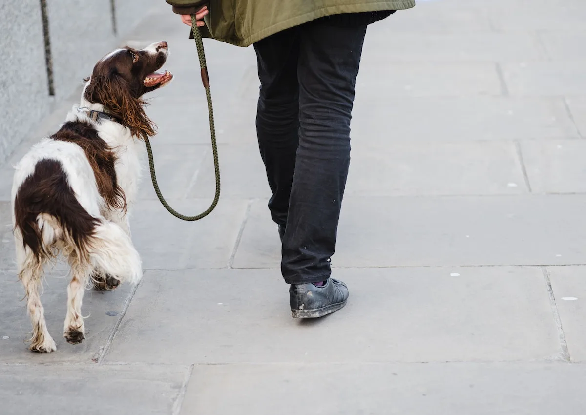 Walking a brown and white spaniel on a leash.