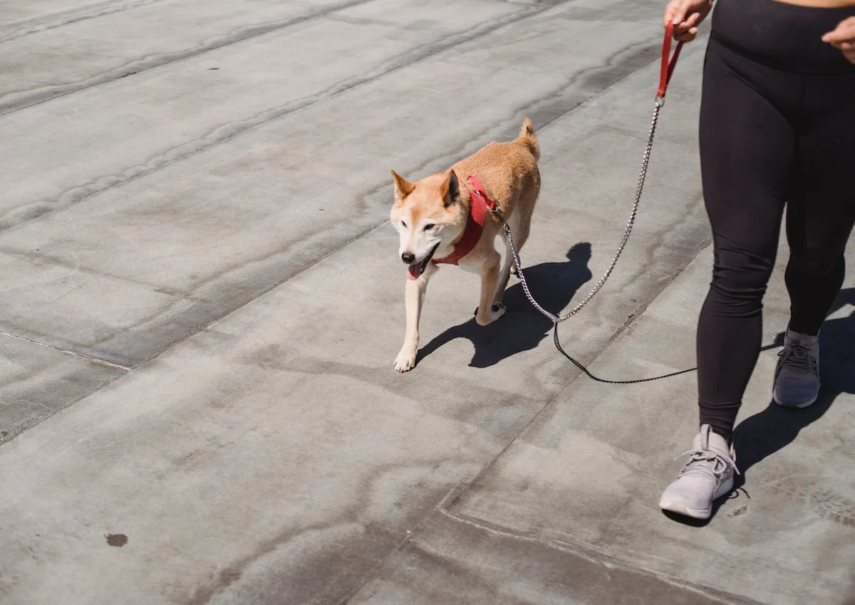 Person walking shiba inu on a metal leash on pavement.