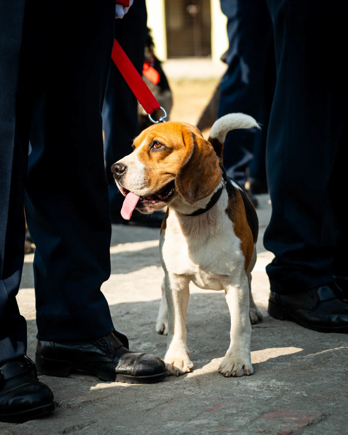 Police beagle on a leash.