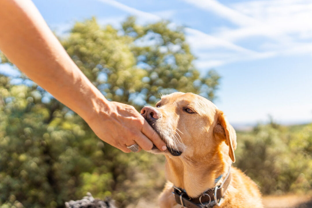 View of 9 Foods That Can Improve Your Dog’s Coat And Make It Shinier