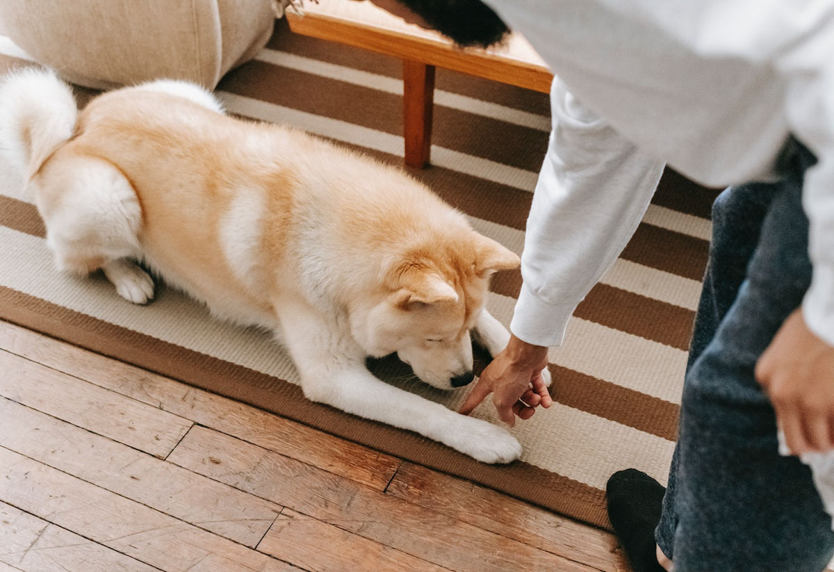 Man pointing to the floor with dog laying down on rug.