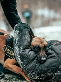 Belgian Malinois police dog biting the arm of a person in a bite suit.