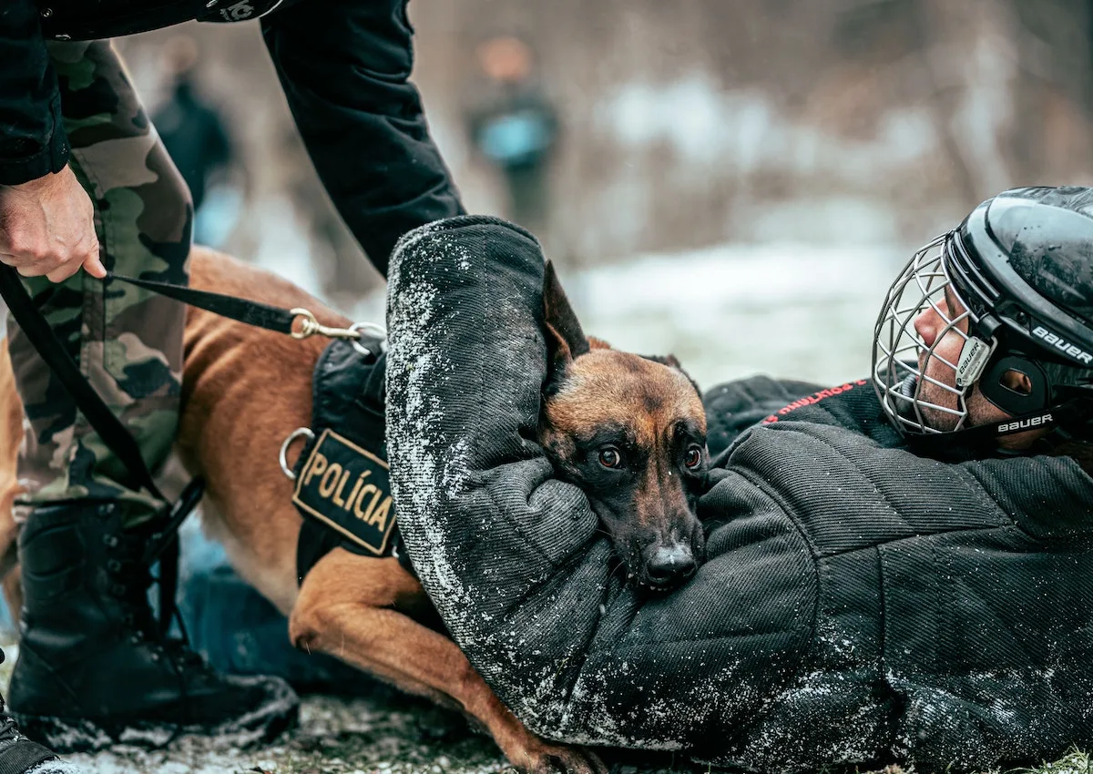 Belgian Malinois police dog biting the arm of a person in a bite suit.