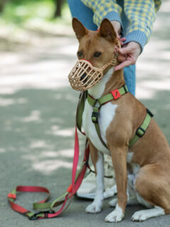 A dog on a leash wearing a dog muzzle.
