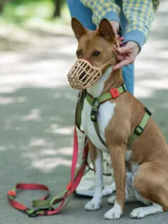 A dog on a leash wearing a dog muzzle.