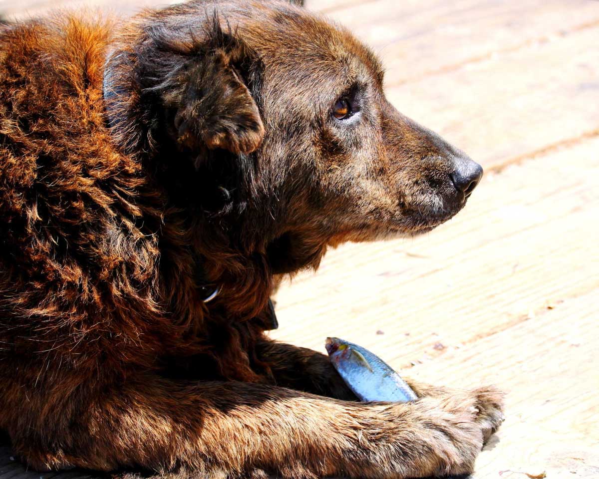 A brown dog laying on a wooden deck with a silver fish in its paws.