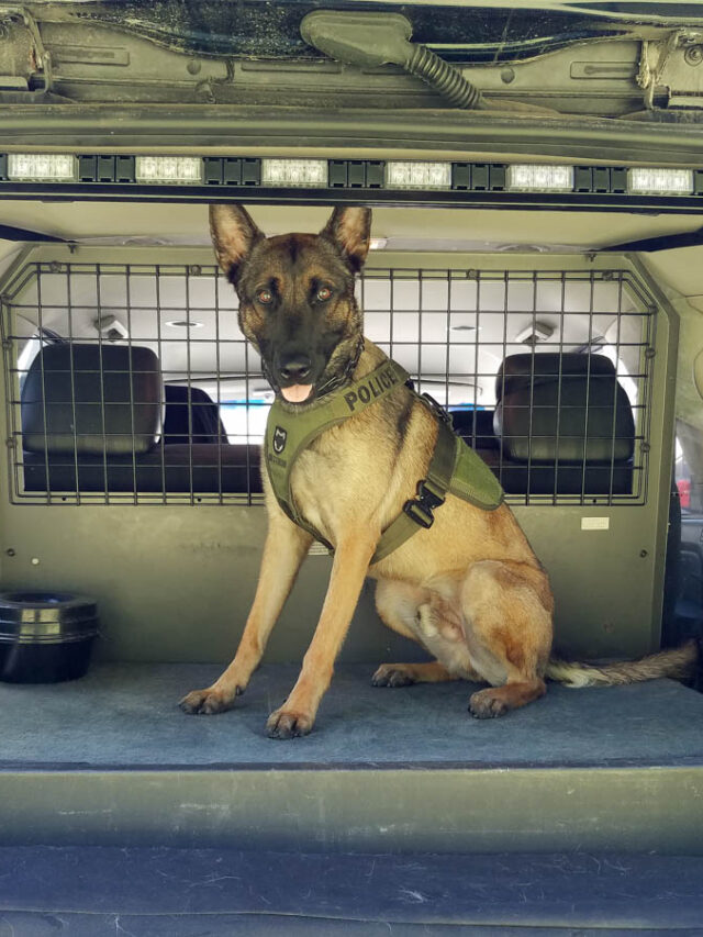 Belgian Malinois: A Versatile Police Dog