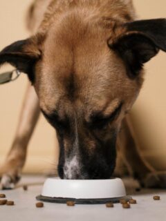 A dog is eating from a bowl of dog food.